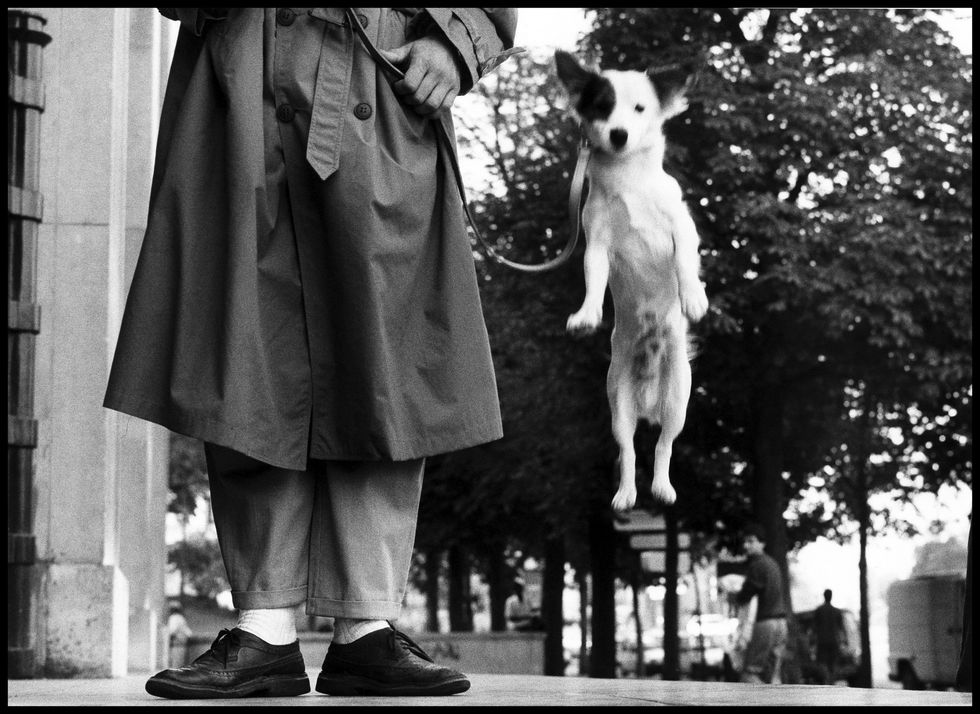 Photograph, Black-and-white, Dog, Canidae, Snapshot, Monochrome, Standing, Monochrome photography, Photography, Companion dog, 