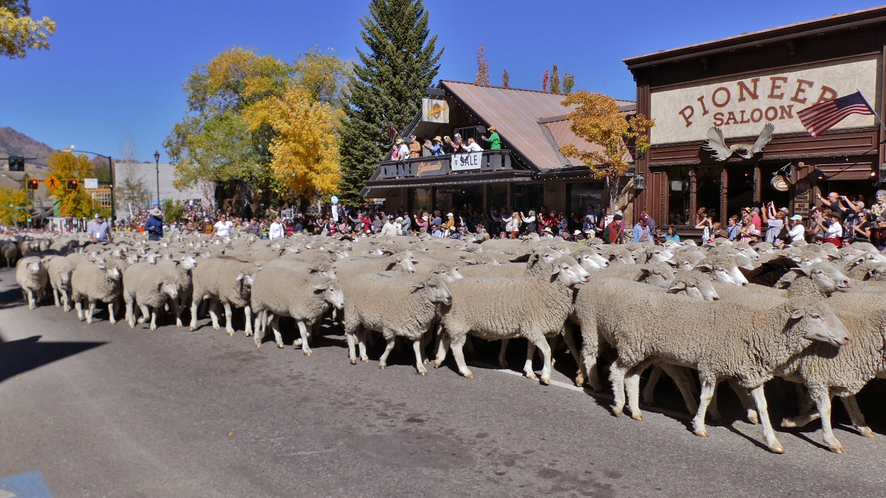 Where To Visit During Off Season 2024 This Is Your Travel Guide   Parade Sheep Trail Through Town 23 Credit Carol Waller Copy 6539c43355f01 