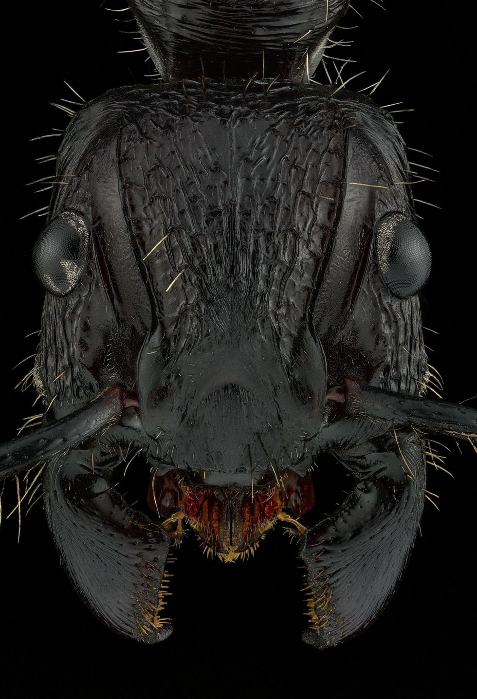 De mierenportretten van fotograaf Eduard Florin Niga tonen de gezichten van deze insecten in microscopische details Links is de kogelmier Paraponera clavata te zien die inheems is in LatijnsAmerika en een van de meest pijnlijke insectenbeten van het dierenrijk kan uitdelen