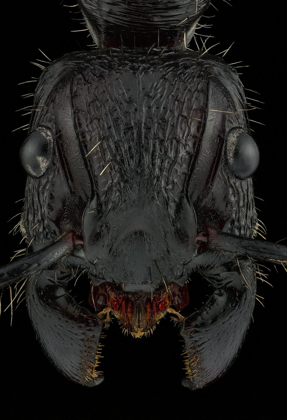 paraponera-clavata---nicaragua De mierenportretten van fotograaf Eduard Florin Niga tonen de gezichten van deze insecten in microscopische details Links is de kogelmier Paraponera clavata te zien die inheems is in LatijnsAmerika en een van de meest pijnlijke insectenbeten van het dierenrijk kan uitdelen