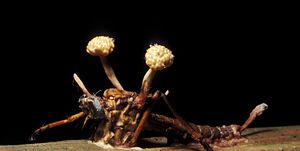 parasitic fungus, cordyceps sp, infests and kills insect host manu np southeast peru