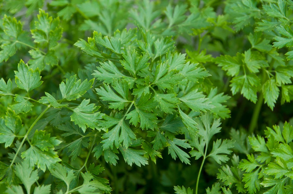 parsley vegetable garden