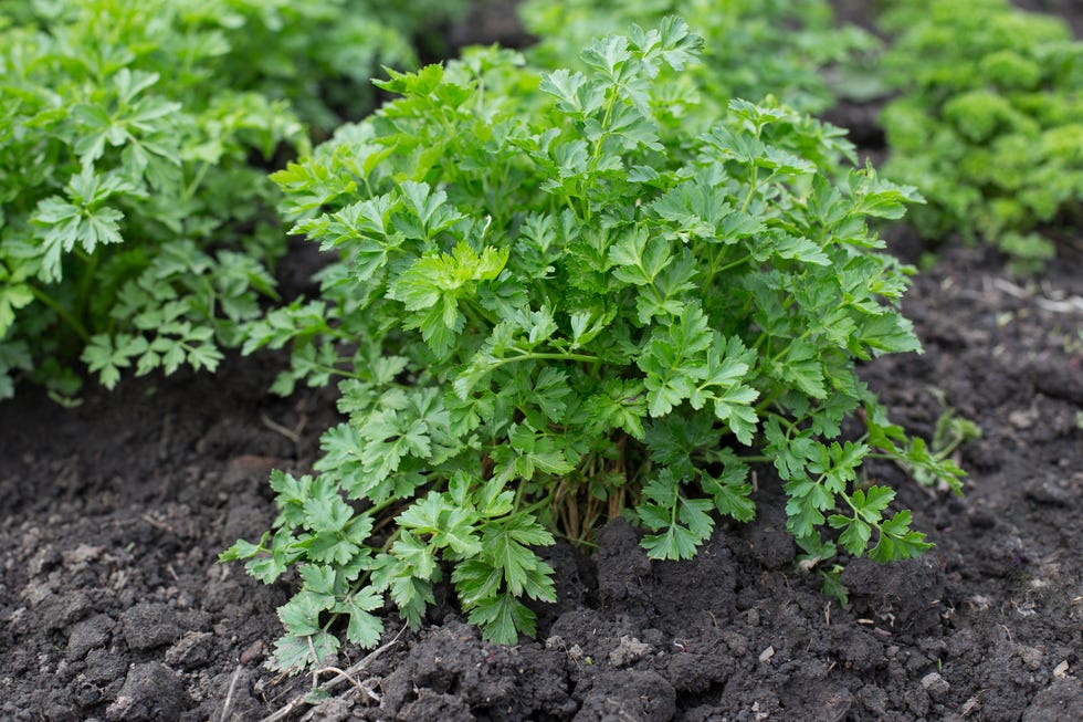 Parsley growing on a farm