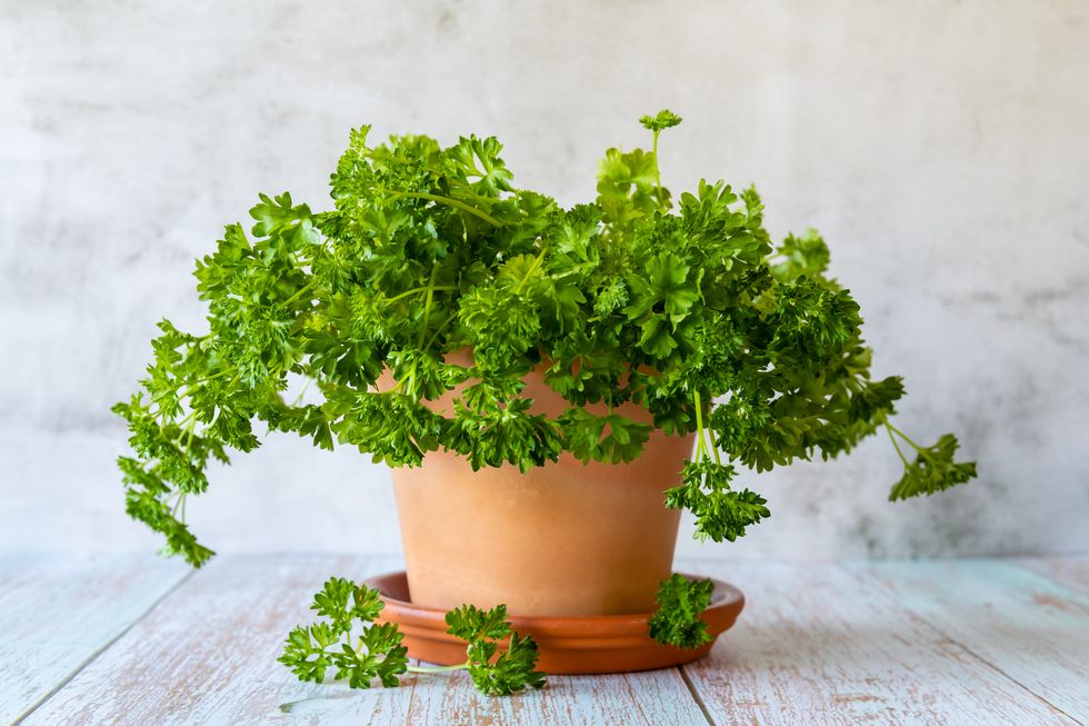 how to grow parsley