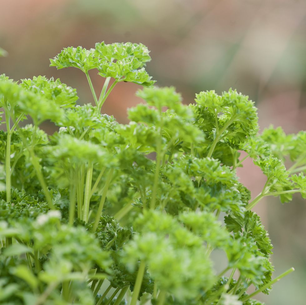 how to grow parsley