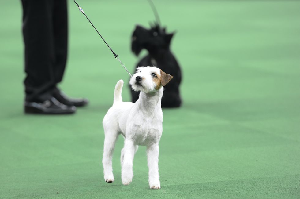 the westminster kennel club dog show    "the 140th annual westminster kennel club dog show" at madison square garden in new york city on tuesday, february 16, 2016    pictured parson russell terrier    photo by brad barketusa network