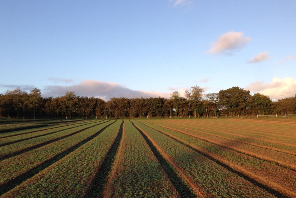 The fields at Keyneston Mill