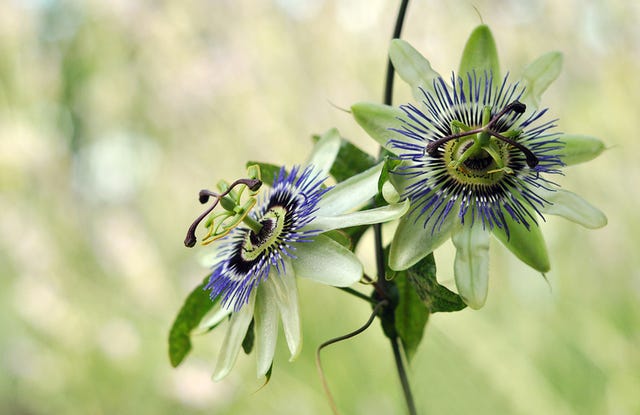 passiflora proprietà