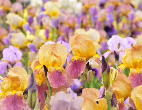 pastel iris field