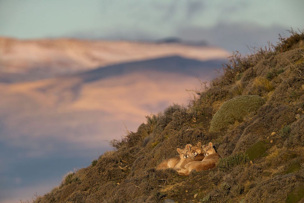 Pincushion shrubs and shards of rock dont trouble the puma known as Sarmiento at center or her 11monthold cubs huddled up at the end of a winters day above Lake Sarmiento near Chiles Torres del Paine National Park The matriarch who has raised several generations of cubs spends most of her time hunting and nappingalong this waterfrontFrom The Pumas of Patagonia December 2018