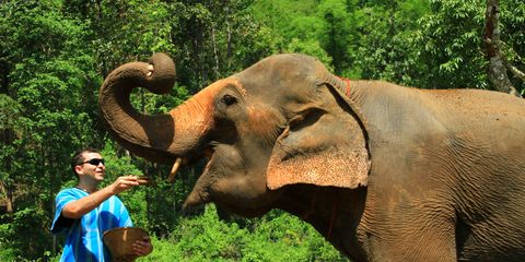 Patara Elephant Sanctuary - Chiang Mai, Thailand
