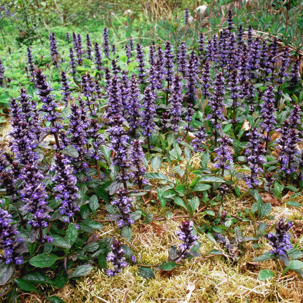patch of bugle flowers