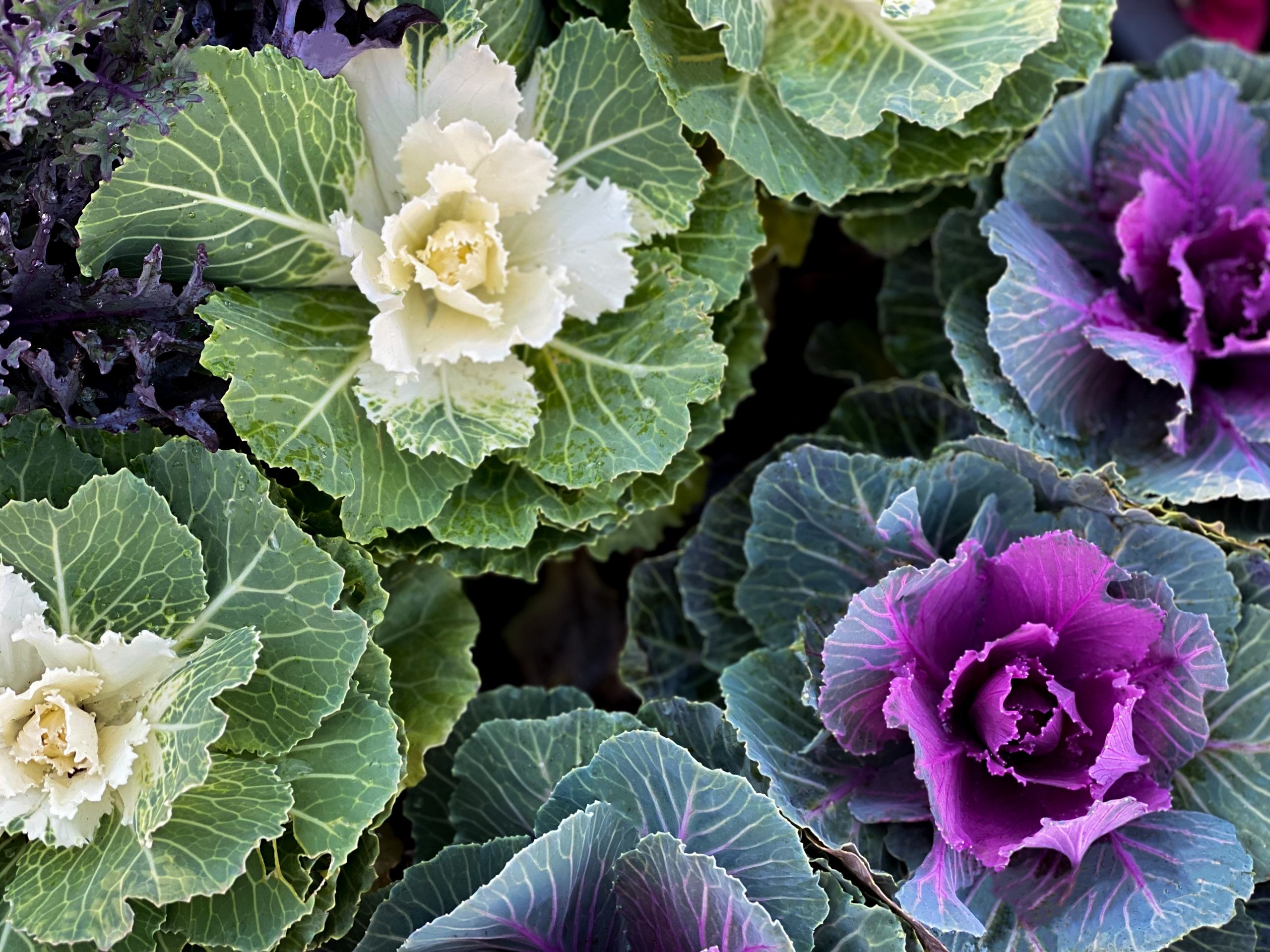 Ornamental Outdoor Plants That Can Survive Winter