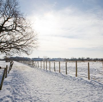 snowy winters could disappear for good in the uk , due to climate change
