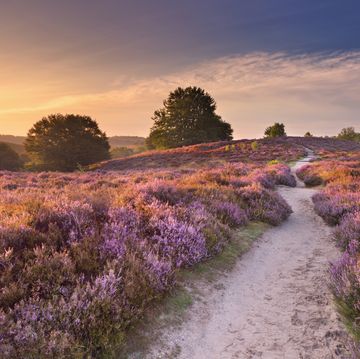 een wandelpad tussen de heide op de posbank
