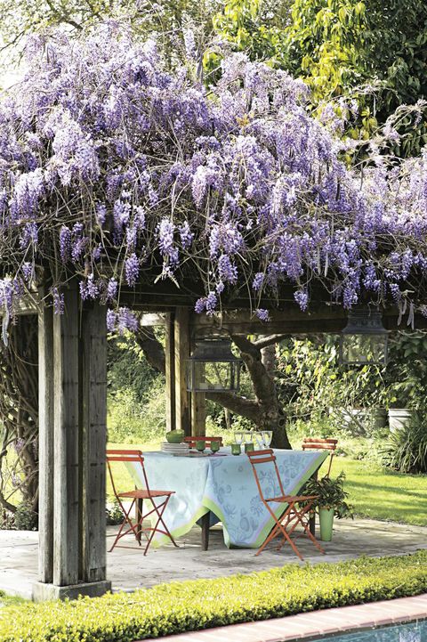 patio dining area covered in wisteria