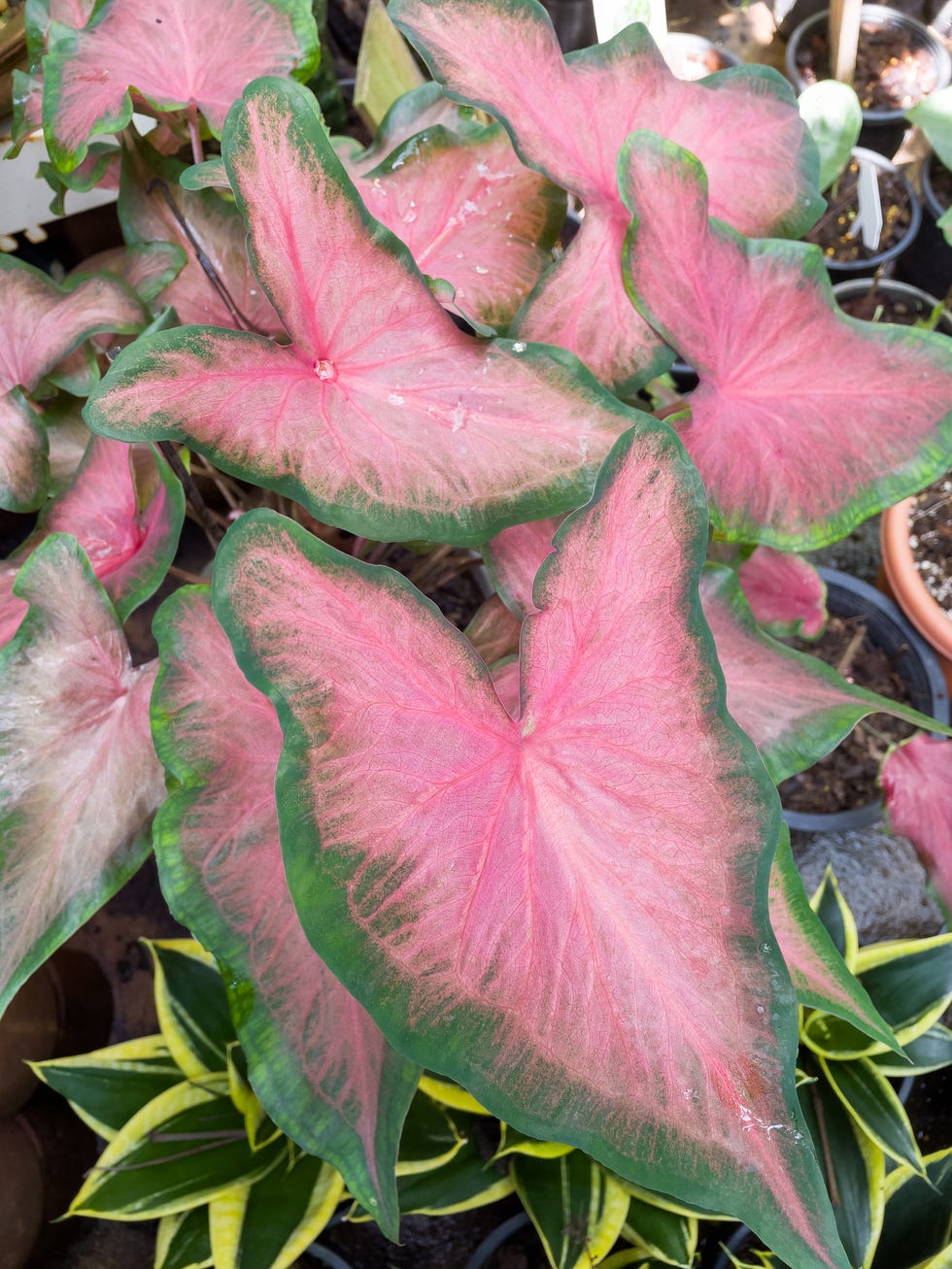 bon color is commonly grown leaves come in many sizes and shapes, including heart shaped, lanceolate, colorful, different designs, including red, pink, yellow, green, and white