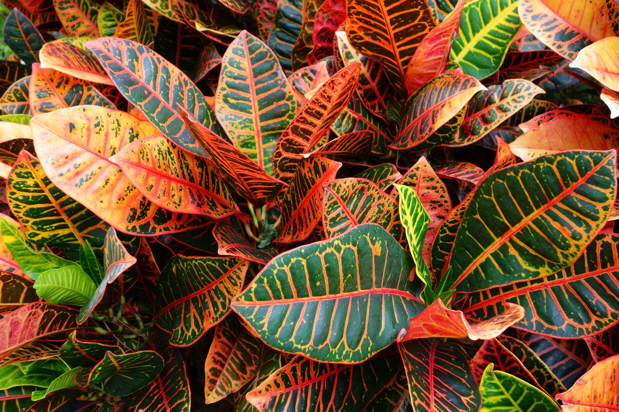 21+ Croton Plant For Outdoors - CorieAbraham