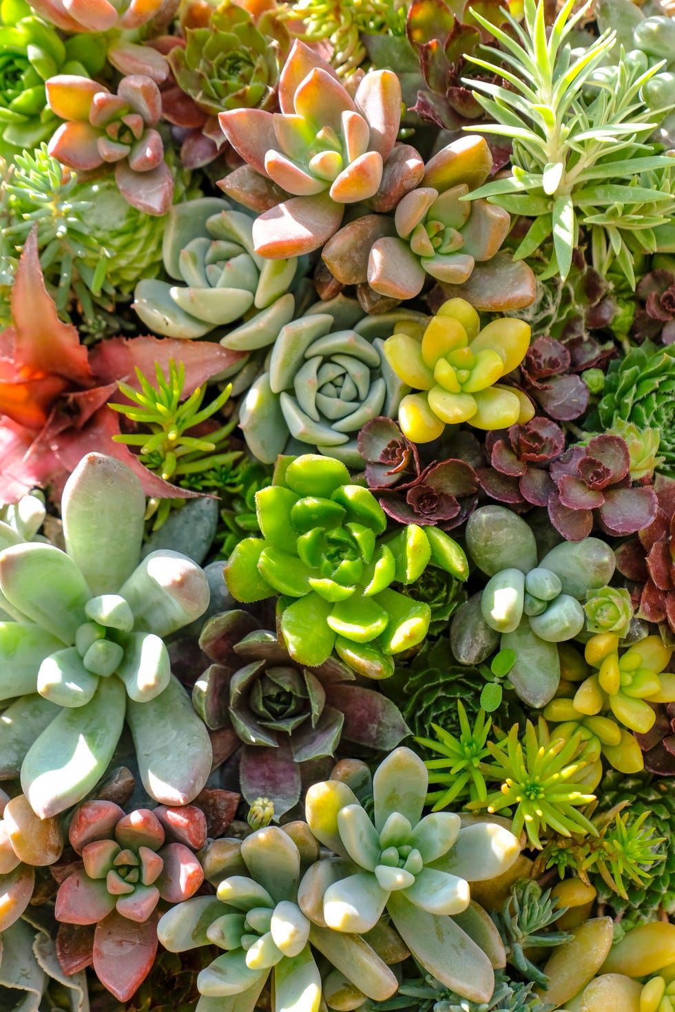 multi colored pachyphytum plants