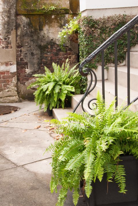 patio with potted fern plants on both sides of staircase