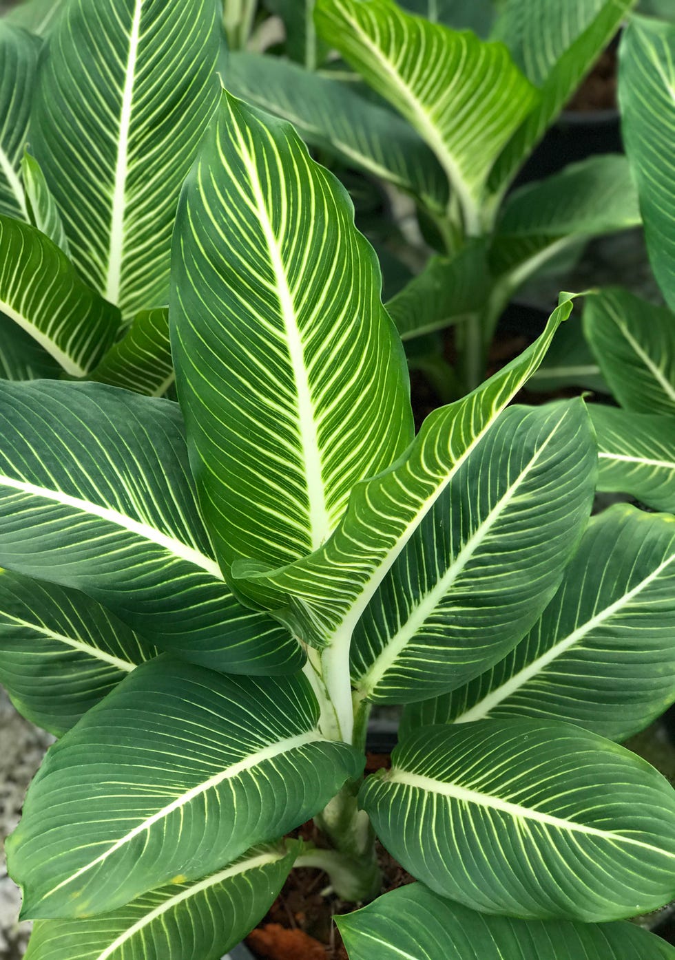 indoor trees, close up of dumb cane