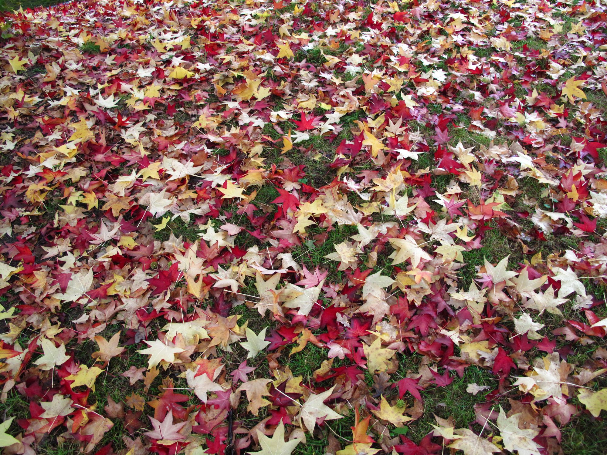 Fall Lawn Care Tips to 'Leaf' No Trace