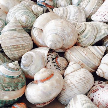 a pile of shells