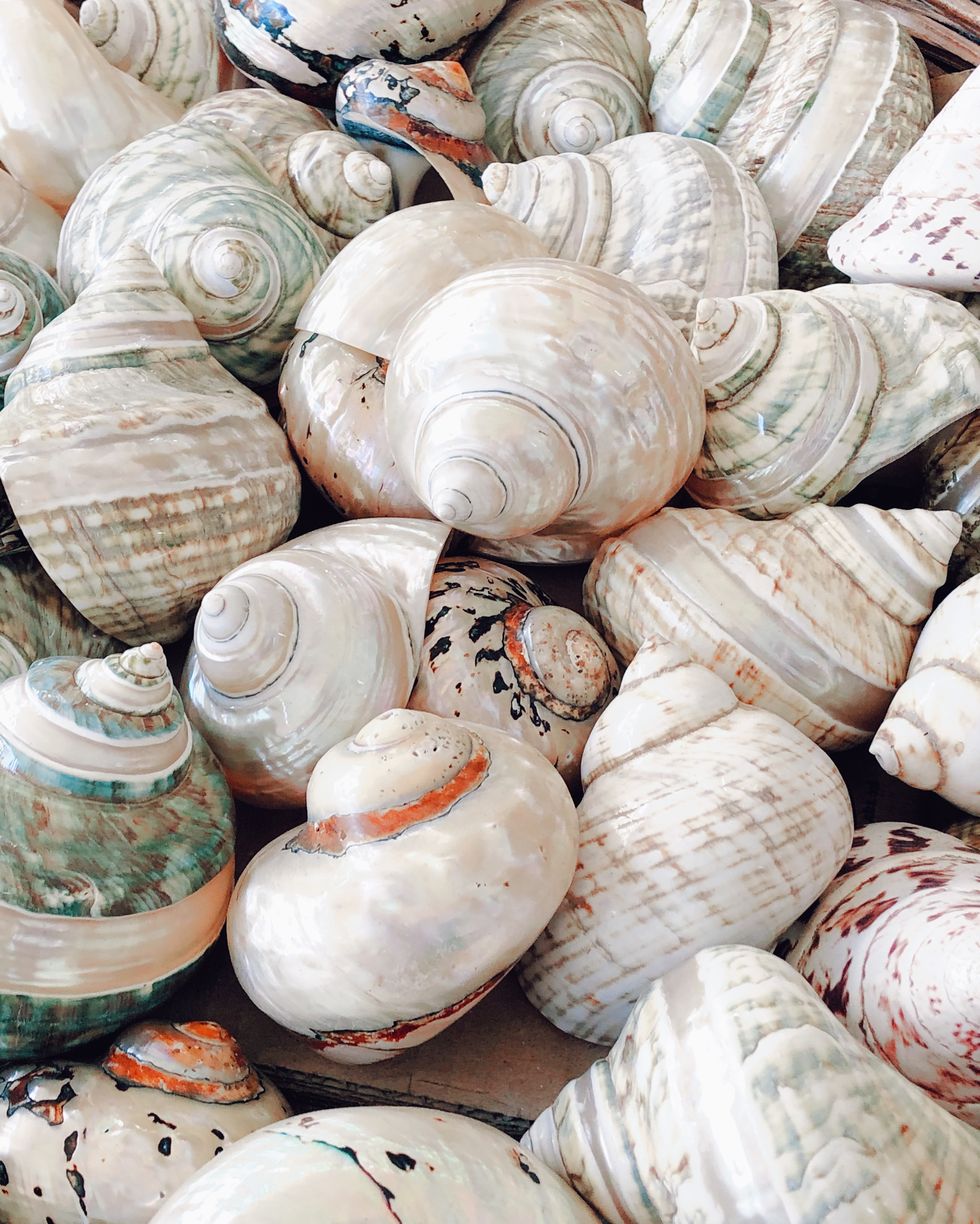 a pile of shells
