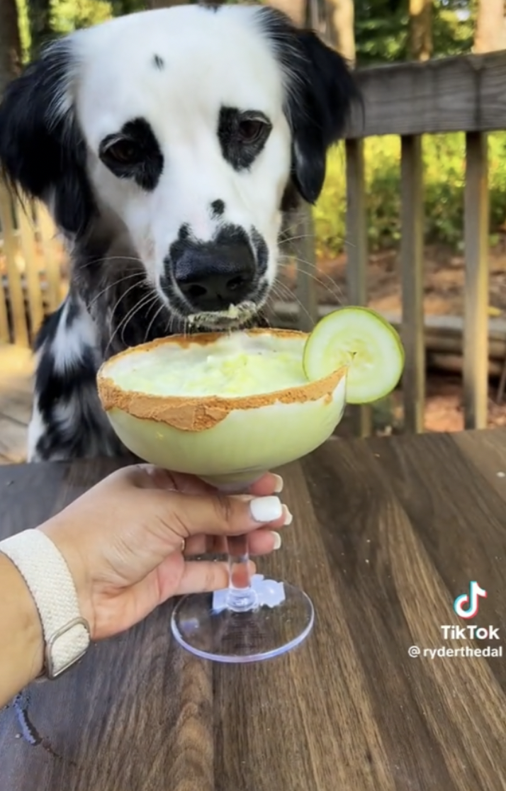 95+ Fetching Dog Captions for Instagram