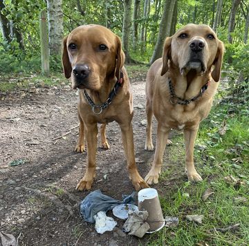 a scottish charity is using dog walks to tackle litter