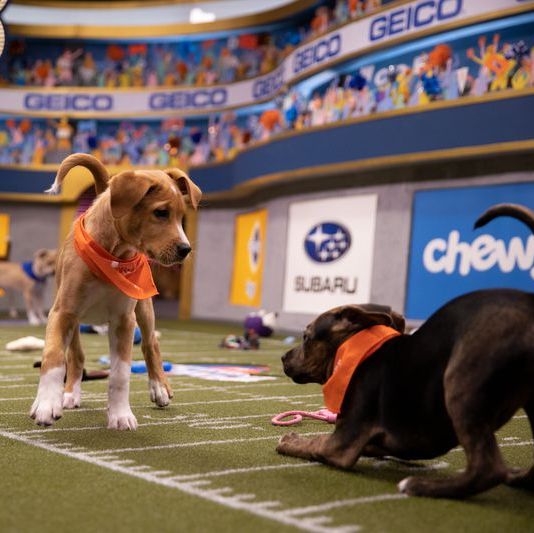 how to watch the puppy bowl 2020   two puppies face off at puppy bowl