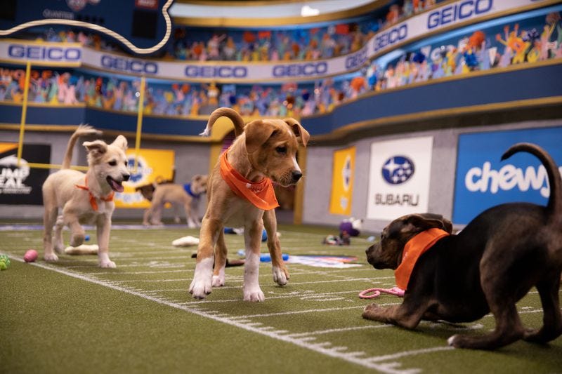 How to Stream Super Bowl 2021 (and Puppy Bowl, Kitten Bowl)