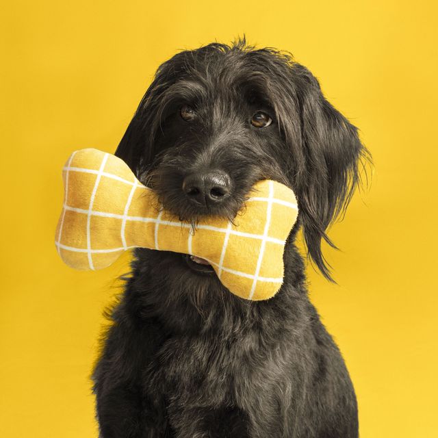 dog holding yellow bone toy