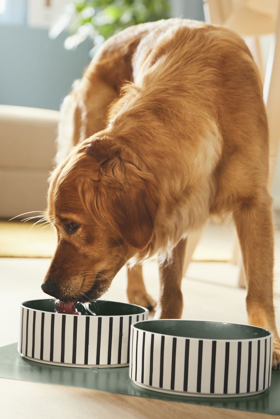 a dog eating from a bowl