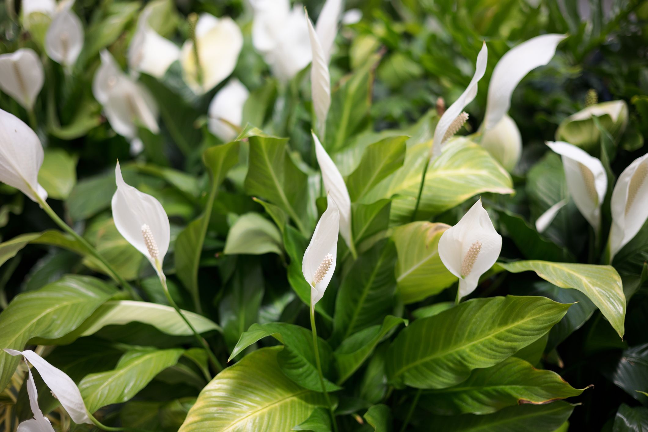 how to properly plant and care for peace lily plants