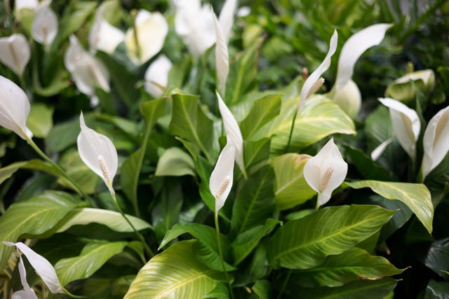 How to Care for Peace Lily Plants