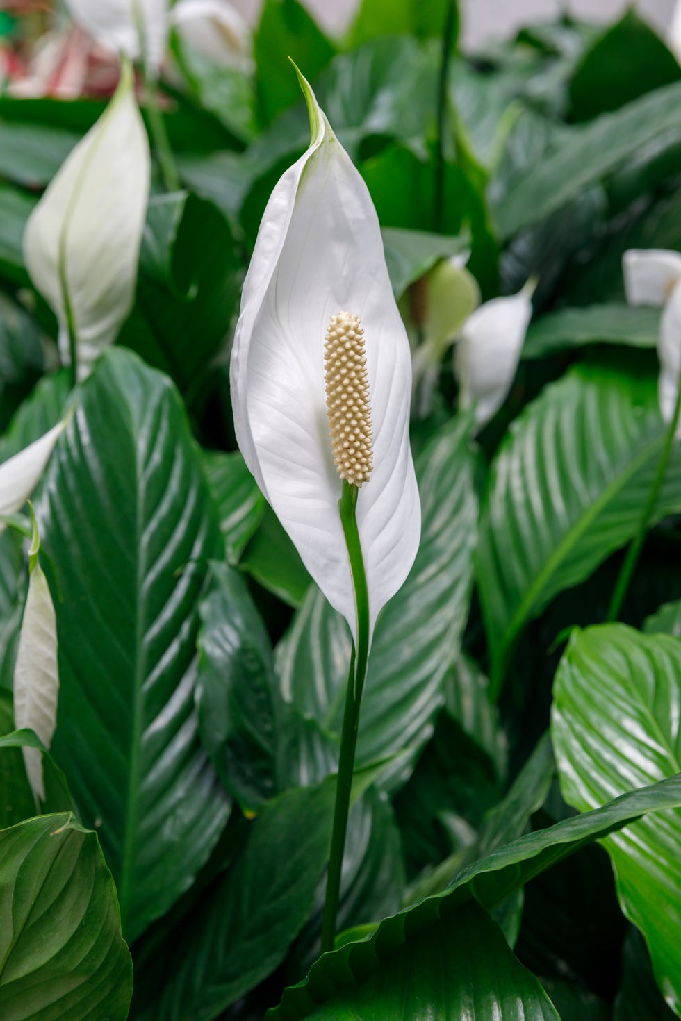 RHS Study Reveals Houseplants Are Good For Soothing Dry Skin