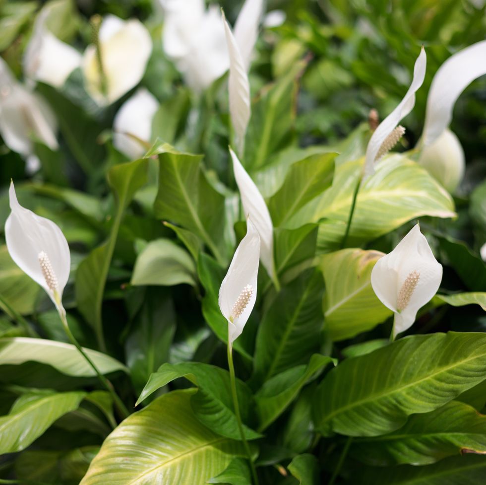Spas flowering area, white peace lily spathiphyllum flowers with long pistils, selective focus, natural background