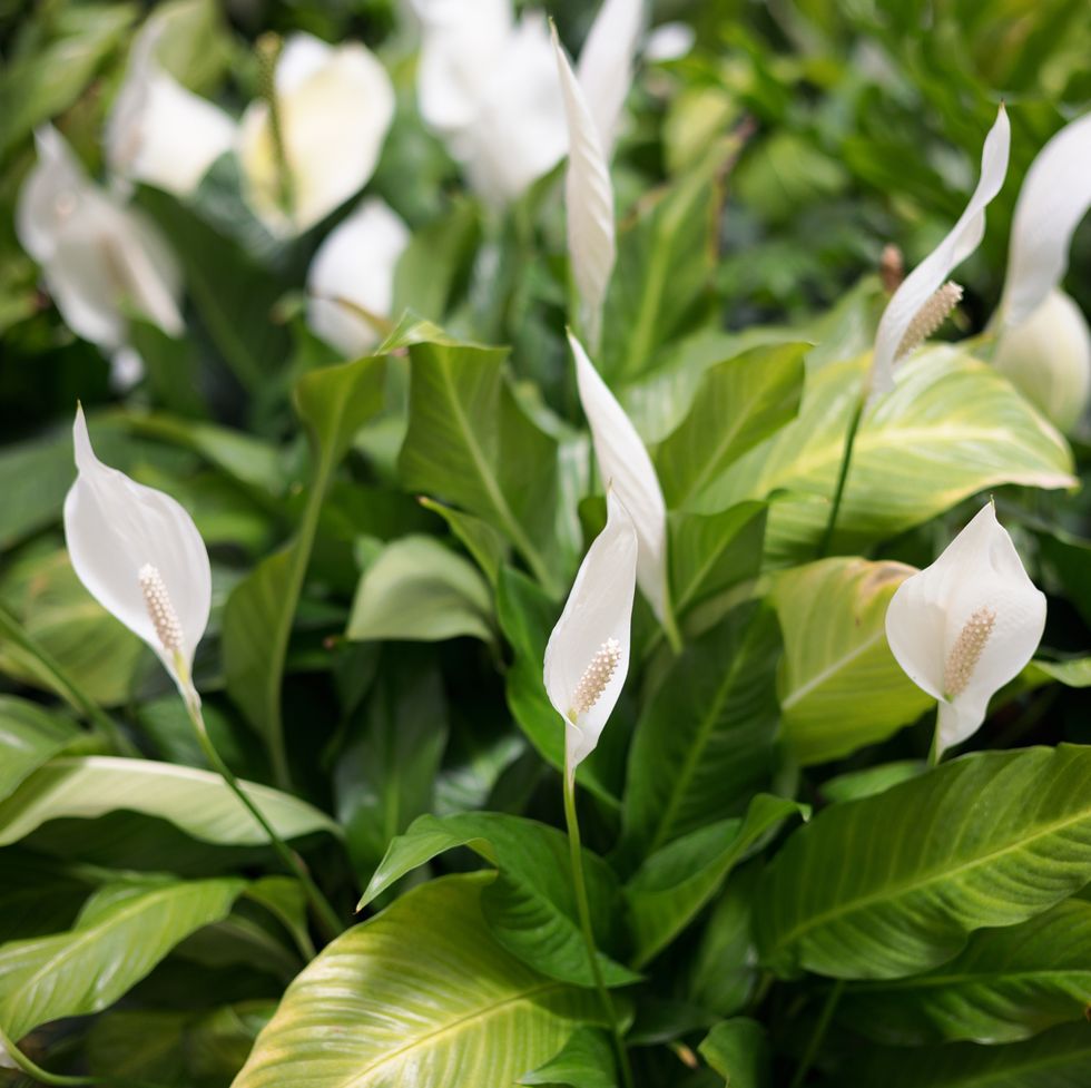 area with blooming spath flowers white peace lily spathiphyllum flowers with long pistils selective focus natural background