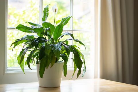 best indoor plants for your health peace lily plant