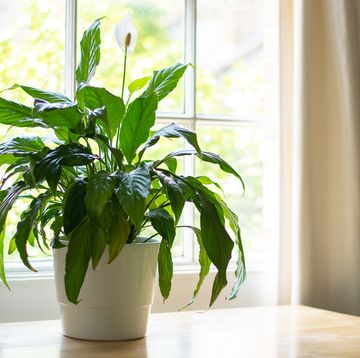 how to care for peace lilies