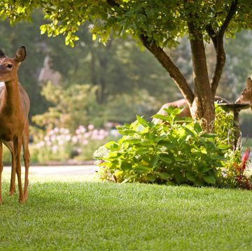 peaceful morning scene with deer nature