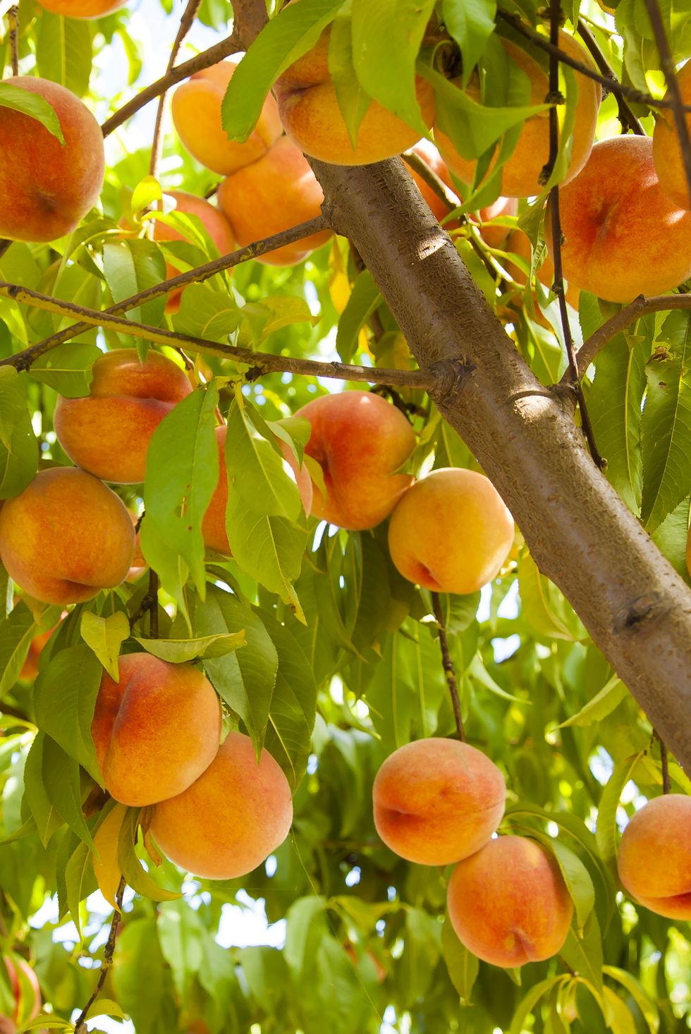 peaches on tree ready for picking