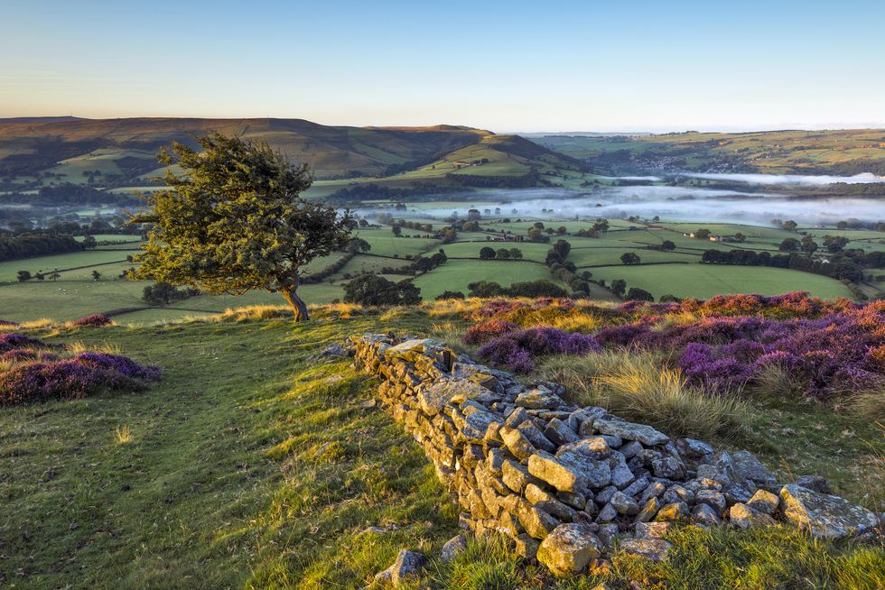 a colourful landscape in early september 2015, with a stone wall and a hawthorn tree lit up with the first sunlight of the day, overlooking hope valley covered in a layer of morning mist and the heather in full purple bloom peak district national park, derbyshire, northwest england, uk, europe