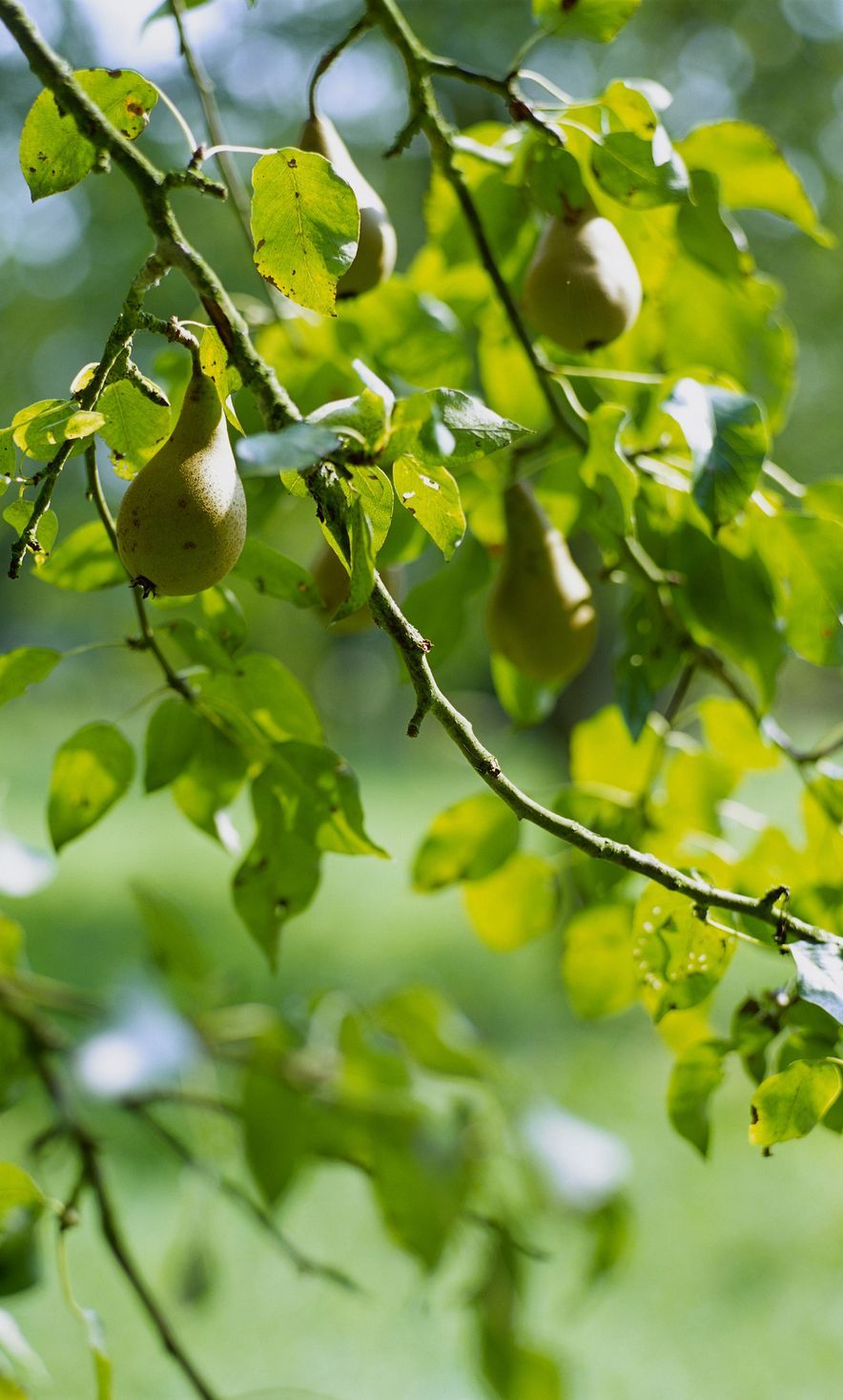 pear pyrus tree