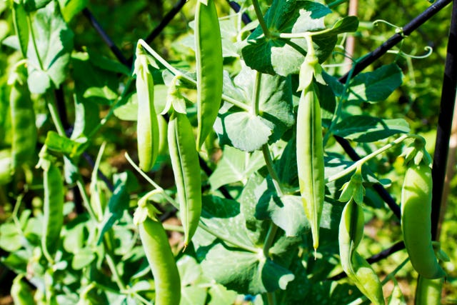 What to Plant in October: 12 Flowers and Vegetables to Plant in Fall