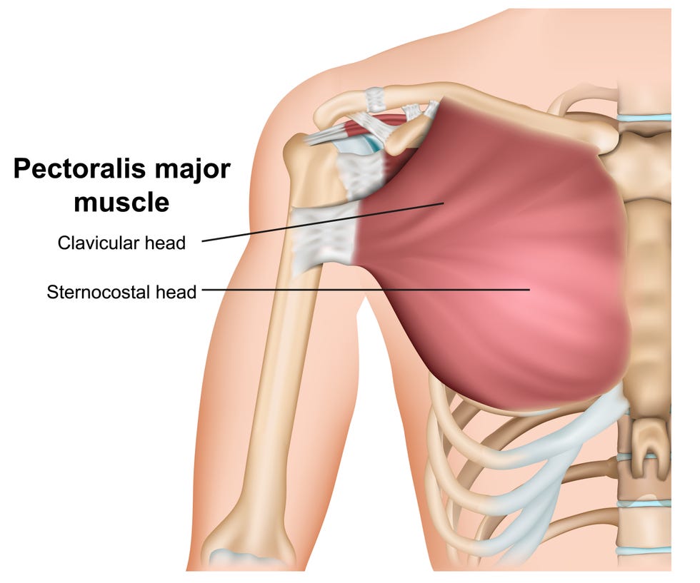 Man chest anatomy model Royalty Free Vector Image