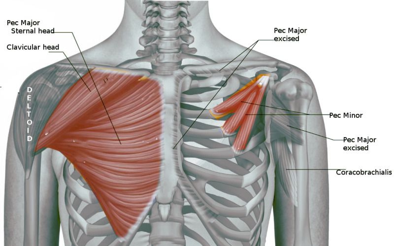 chest anatomy pec