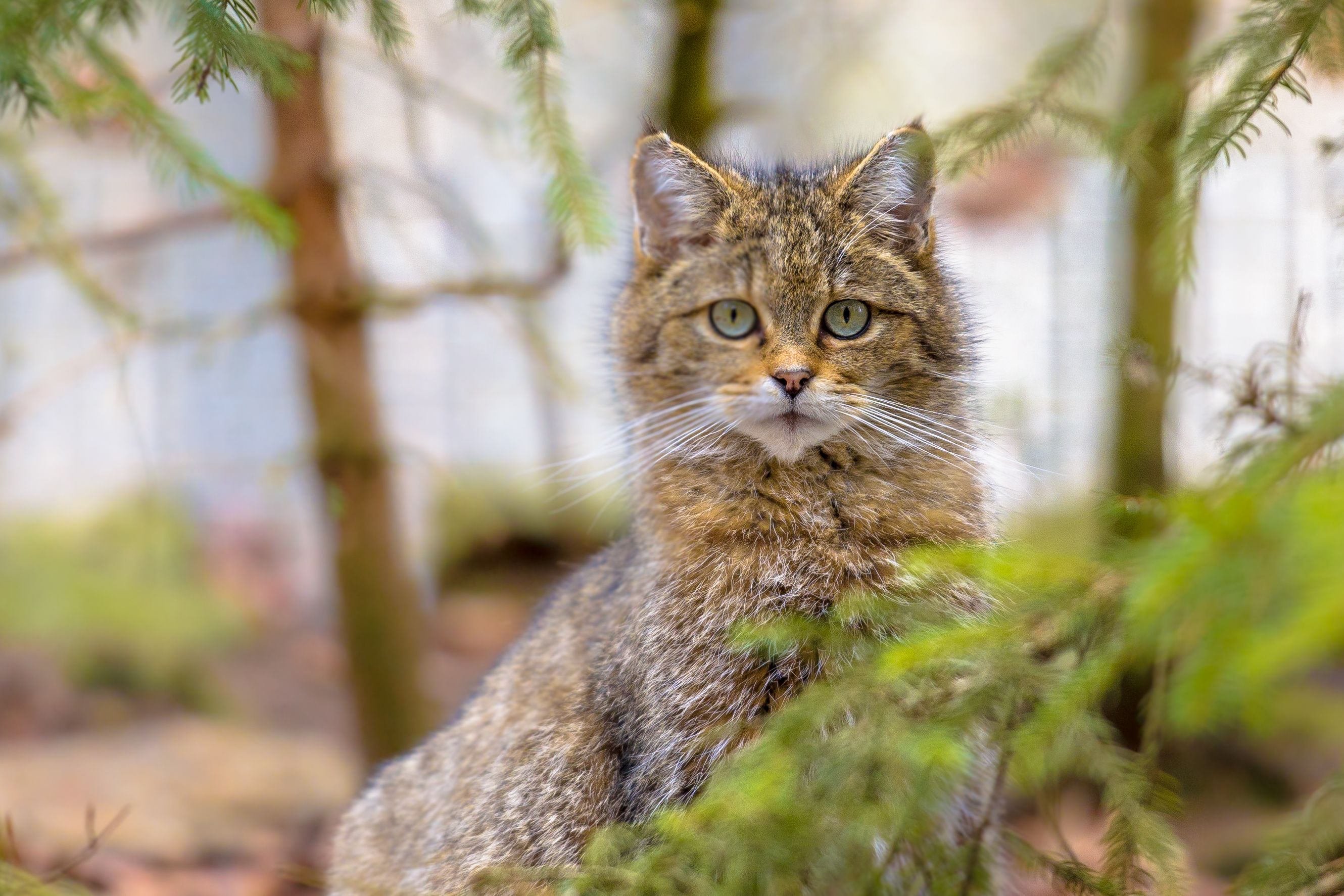 Komt de wilde kat nog voor in Nederland?