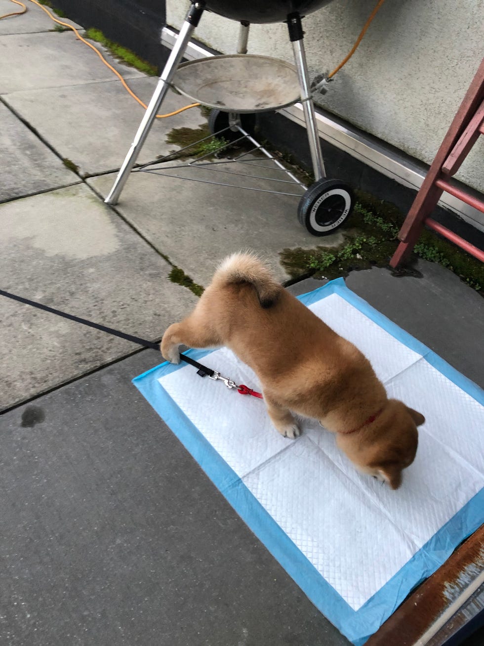 a puppy stands on a blue and white puppy pee pad outdoors on a patio